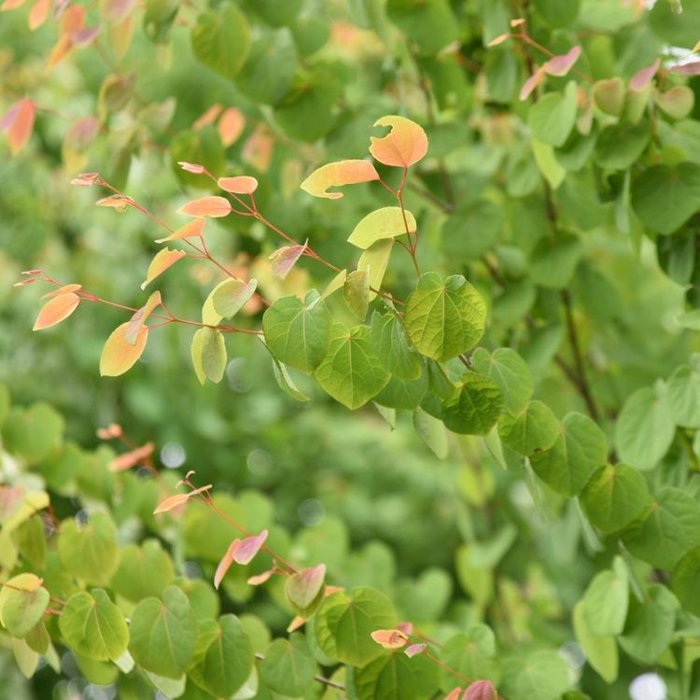 Katsuraboom - Cercidiphyllum japonicum