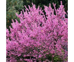 Judasboom - Cercis siliquastrum