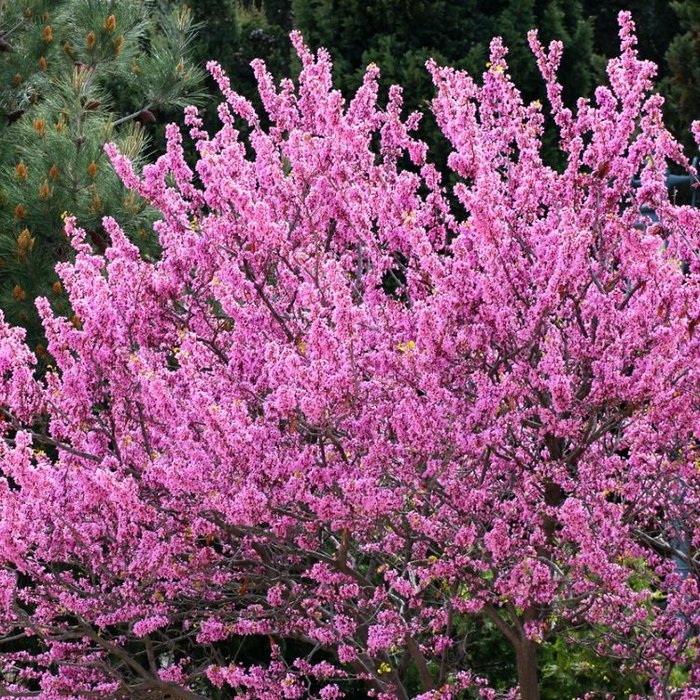Judasboom - Cercis siliquastrum
