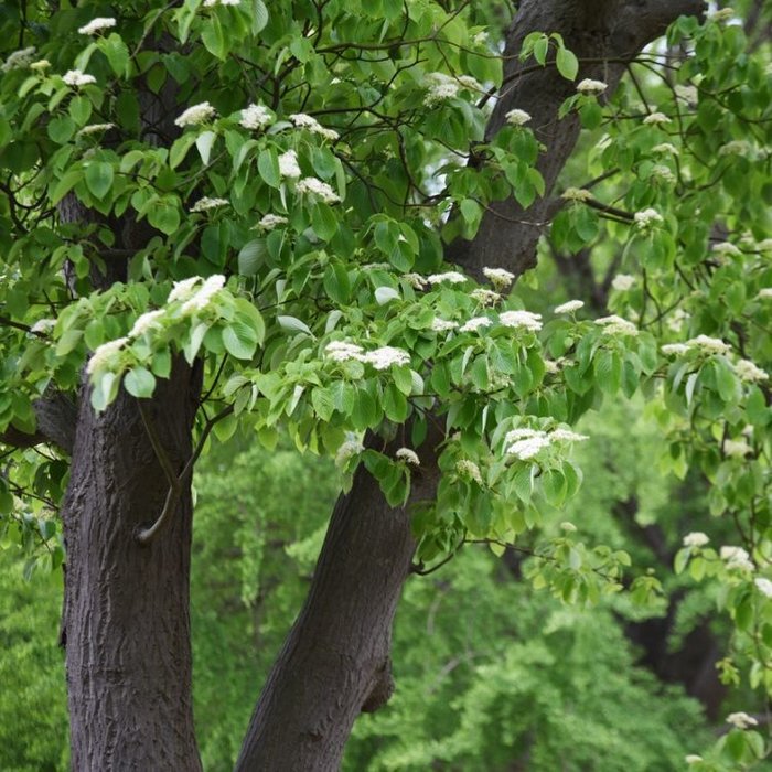 Reuzen-kornoelje boom - Cornus controversa