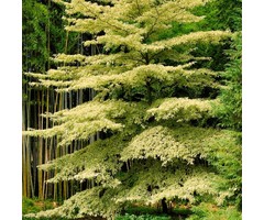 Reuzen-kornoelje boom - Cornus controversa