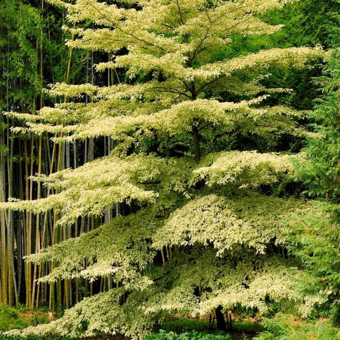 Reuzen-kornoelje boom - Cornus controversa