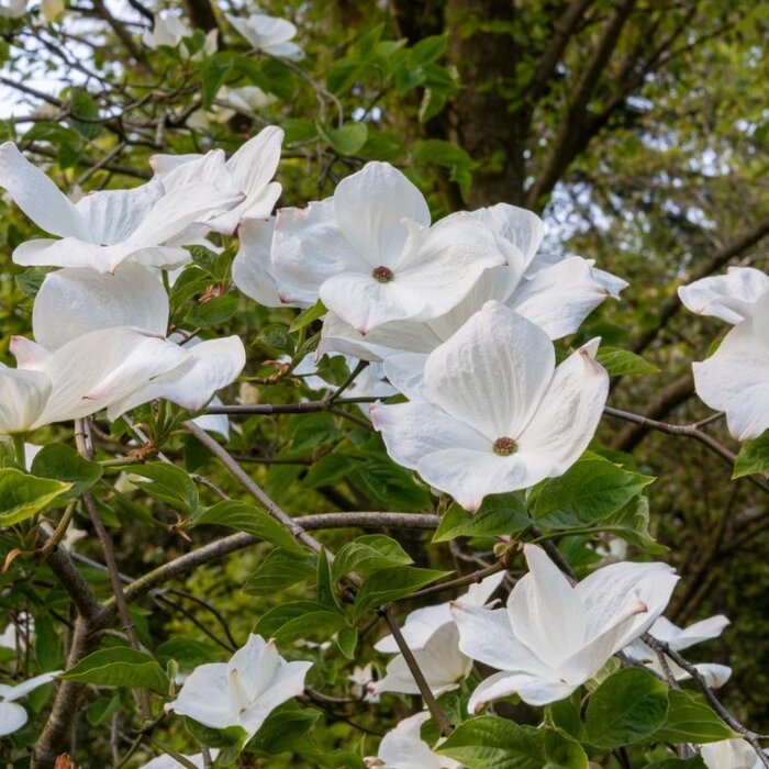Kornoelje - Cornus 'Eddie's White Wonder'