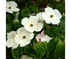 Chinese kornoelje boom - Cornus kousa chinensis