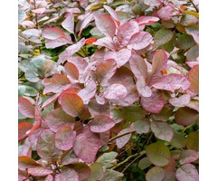 Pruikenboom  - Cotinus 'Grace'
