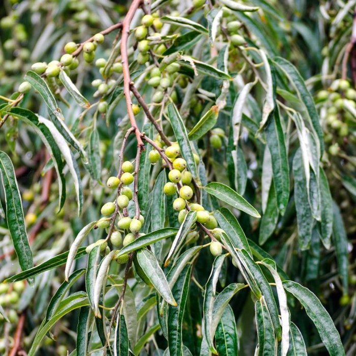 Smalle Olijfwilg - Elaeagnus angustifolia
