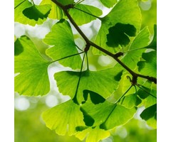 Japanse Notenboom - Ginkgo biloba