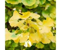 Japanse Notenboom - Ginkgo biloba 'Mariken'