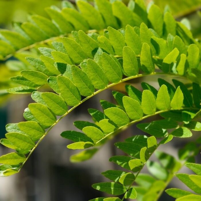 Gele Christusdoorn - Gleditsia triacanthos 'Sunburst'