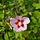 Hibiscus op stam - Hibiscus syriacus 'Hamabo'