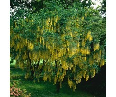 Treur gouden regen - Laburnum alpinum 'Pendulum'