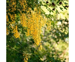 Gouden regen (Boom) - Laburnum watereri 'Vossii'