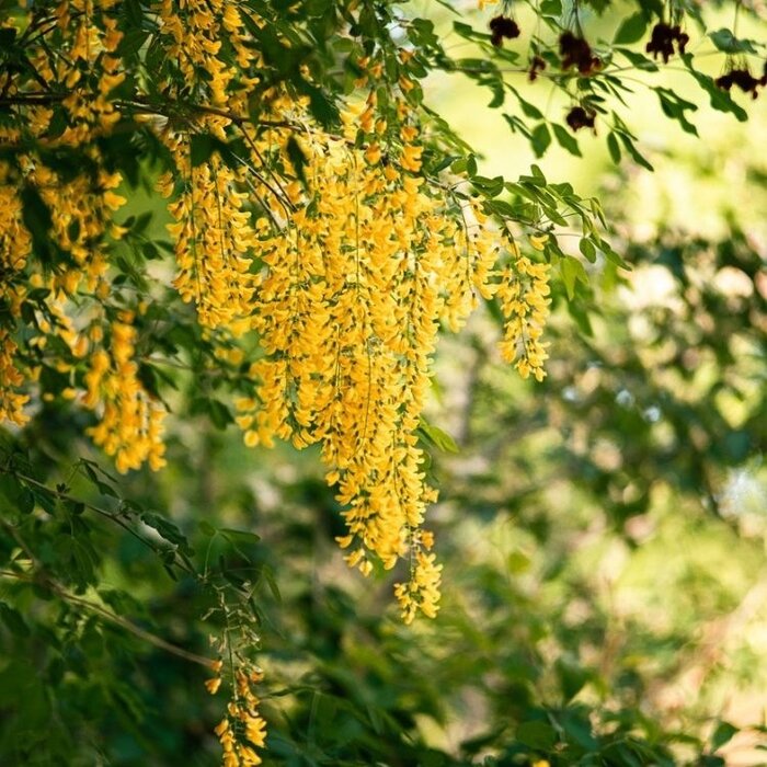 Gouden regen - Laburnum watereri 'Vossii'