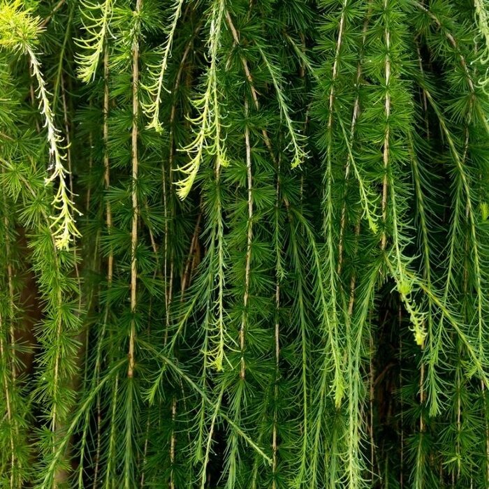 Lork op stam - Larix kaempferi 'Stiff Weeper'