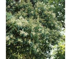Liguster boom - Ligustrum ovalifolium