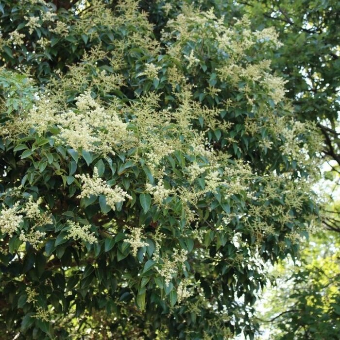 Liguster boom - Ligustrum ovalifolium