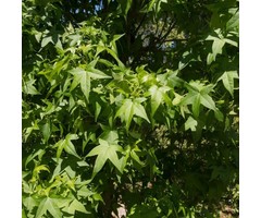Zuilvormige amberboom - Liquidambar styraciflua 'Slender Silhouette'