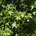 Zuilvormige amberboom - Liquidambar styraciflua 'Slender Silhouette'