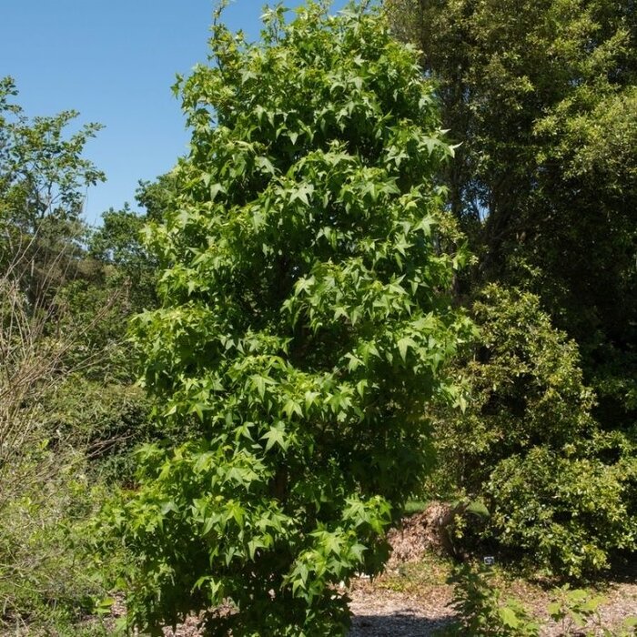 Zuilvormige amberboom - Liquidambar styraciflua 'Slender Silhouette'