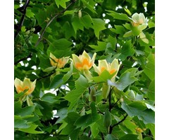 Amerikaanse tulpenboom - Liriodendron tulipifera