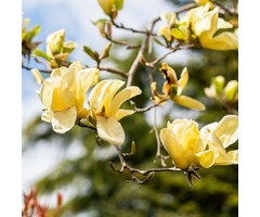 Beverboom - Magnolia brooklynensis 'Yellow Bird'