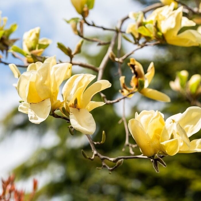 Beverboom - Magnolia brooklynensis 'Yellow Bird'