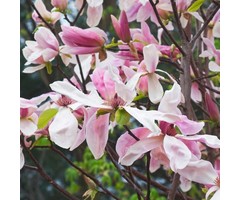 Beverboom - Magnolia 'Daybreak'