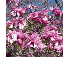 Beverboom - Magnolia 'Galaxy'