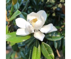 Zuidelijke Magnolia  (Boomvorm) - Magnolia grandiflora 'Galissonière'