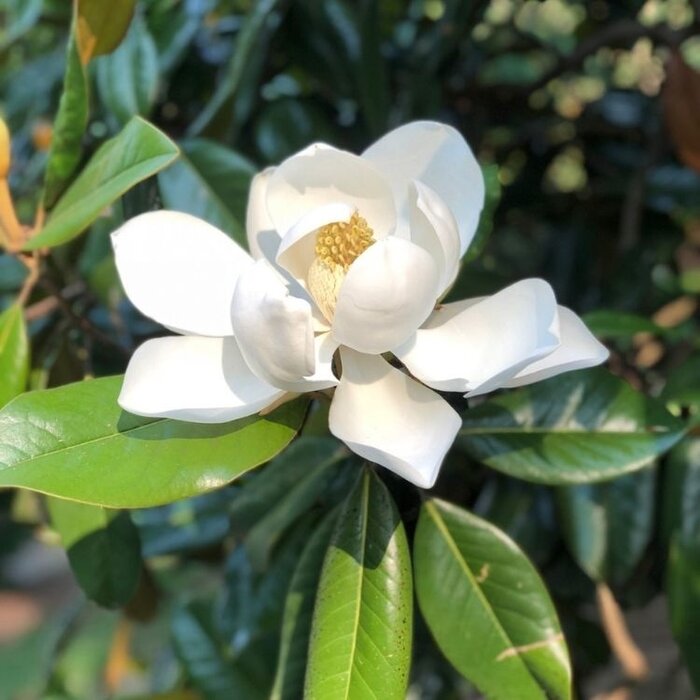 Zuidelijke Magnolia - Magnolia grandiflora 'Galissonière'