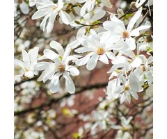 Beverboom - Magnolia kobus