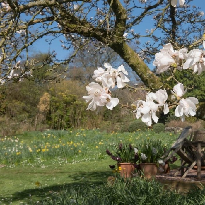 Beverboom - Magnolia loebneri 'Merrill'