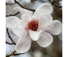 Magnolia loebneri 'Merrill' (Boomvorm) - Beverboom