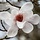 Beverboom - Magnolia loebneri 'Merrill'