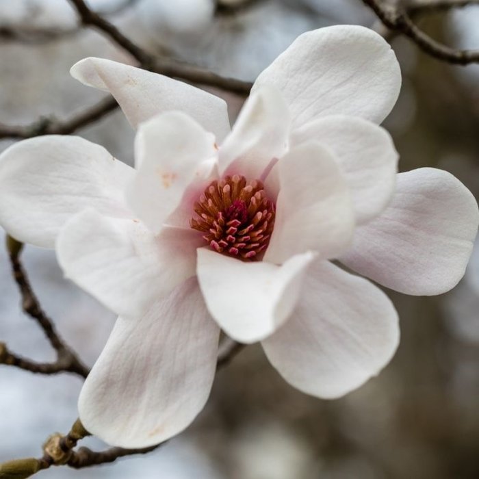 Beverboom - Magnolia loebneri 'Merrill'