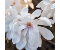 Magnolia loebneri 'Wildcat' (Boom) - Beverboom