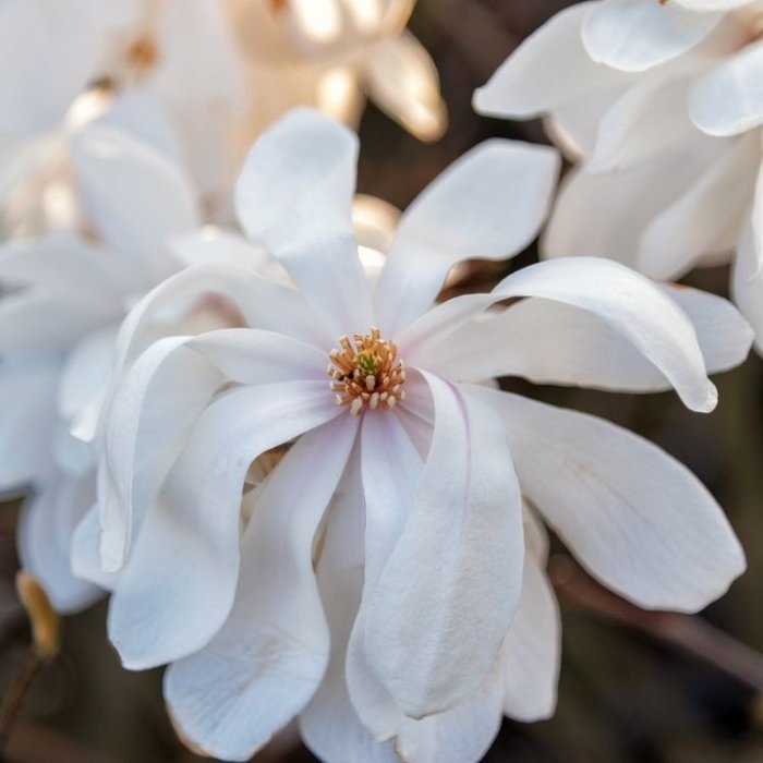Magnolia loebneri 'Wildcat' (Boom) - Beverboom