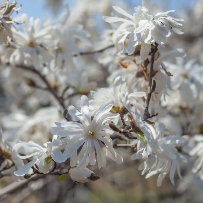 Stermagnolia (Boom) - Magnolia stellata 'Royal Star'