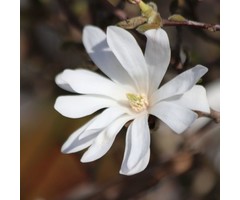 Stermagnolia (Boom) - Magnolia stellata 'Royal Star'