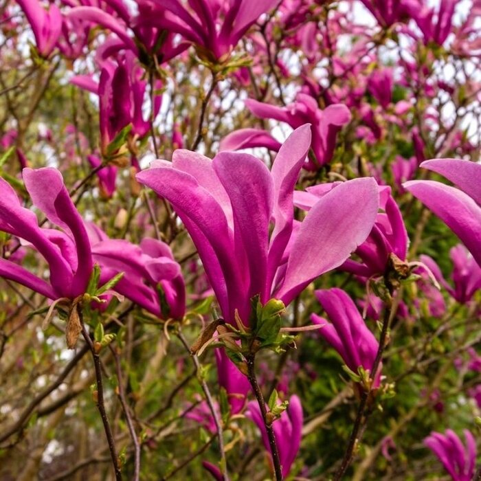 Beverboom - Magnolia 'Susan'