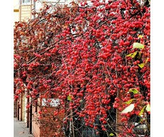 Sierappel - Malus floribunda
