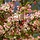 Sierappel - Malus floribunda