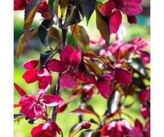 Sierappel - Malus 'Royalty'