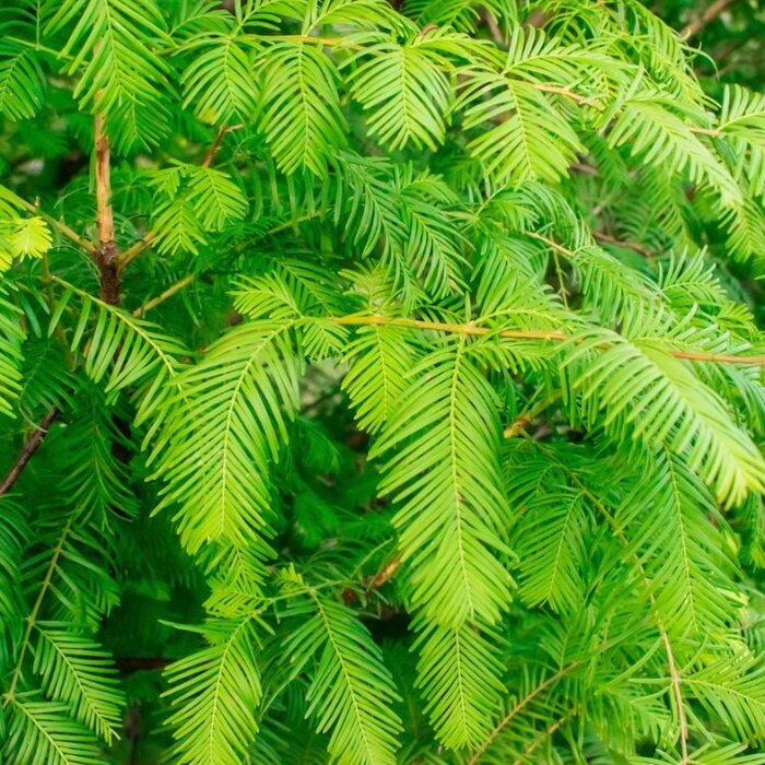 Chinese moerascipres - Metasequoia glyptostroboides