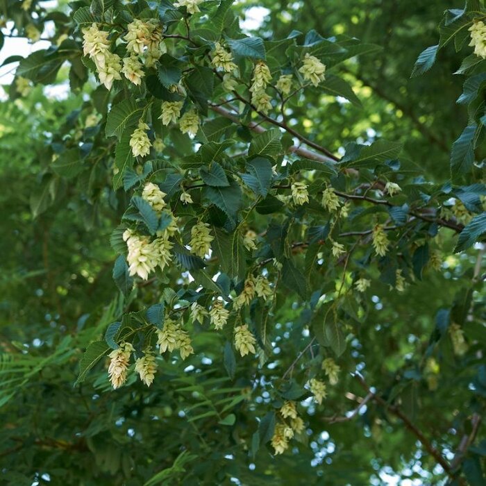 Hopbeuk - Ostrya carpinifolia