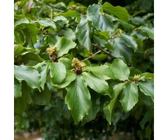 Perzisch ijzerhout - Parrotia persica (Boom)