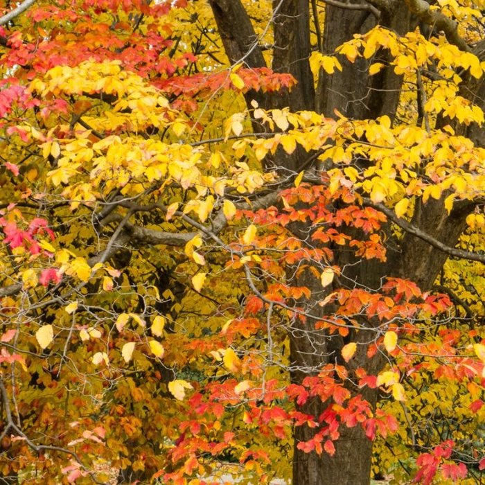 Perzisch ijzerhout - Parrotia persica