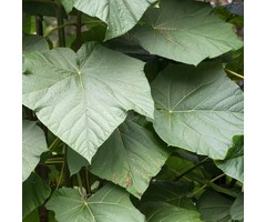 Anna Paulownaboom - Paulownia tomentosa 'Hulsdonk'