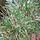 Grove den - Pinus sylvestris