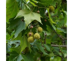 Gewone plataan - Platanus hispanica